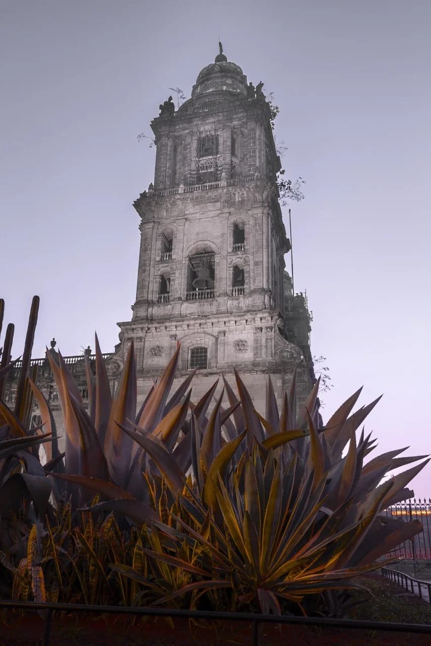 Maguey y Catedral — la fotógrafa Emma Pinto